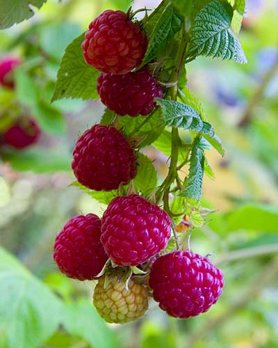 Waiting to be Picked