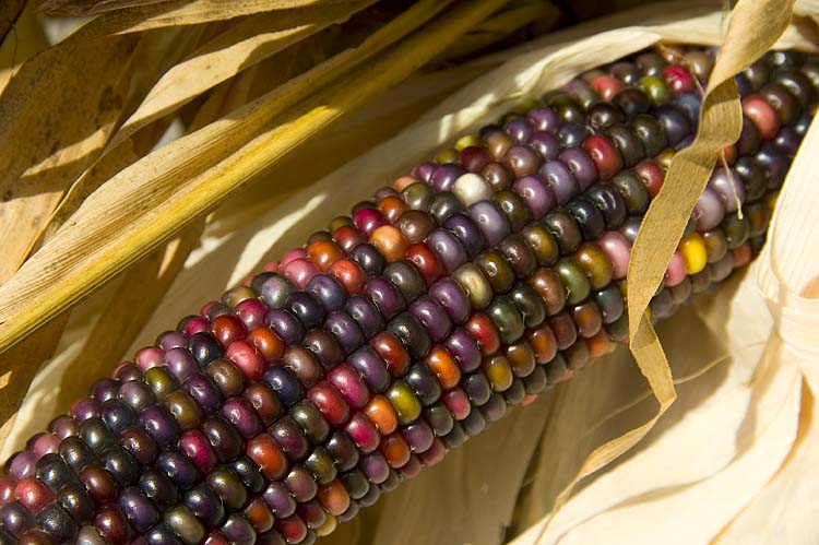 Jewel-Tone Corn