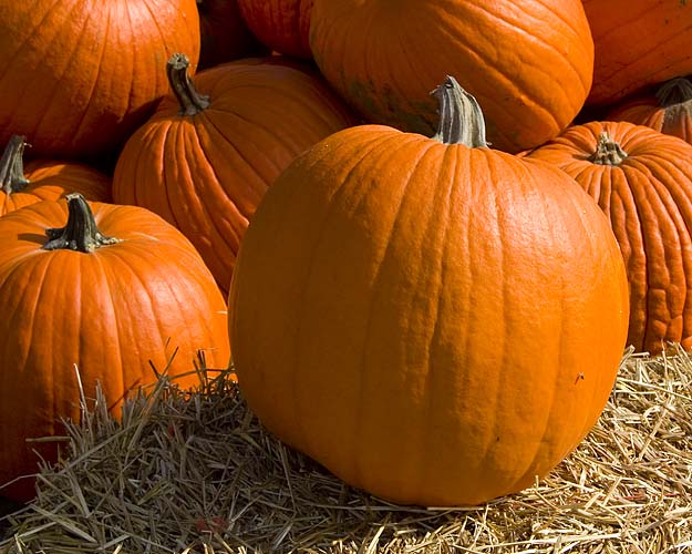 Pumpkin Time