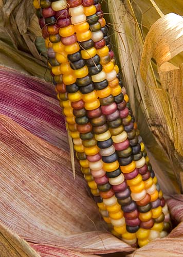 More Corn