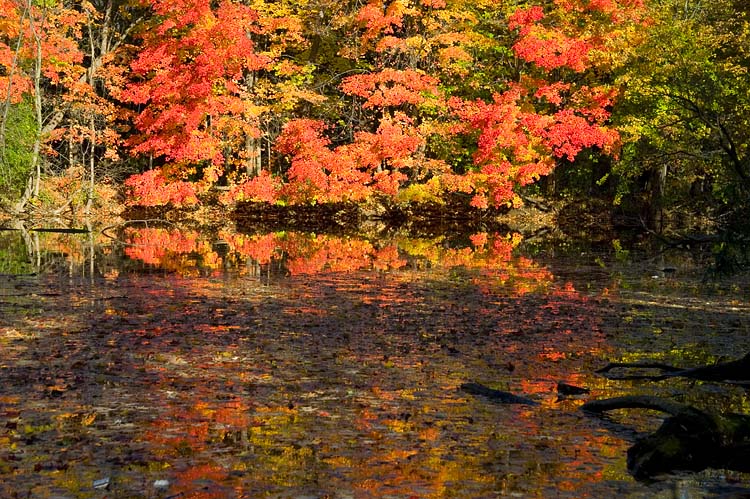 Fallen Leaves
