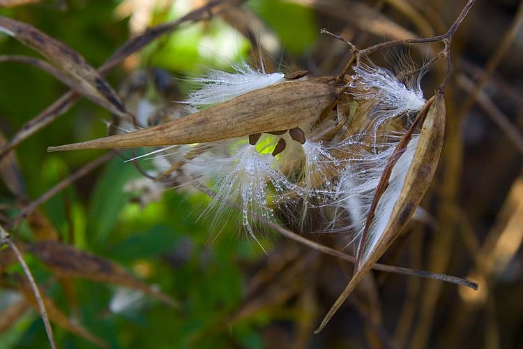 Old Man\'s Beard
