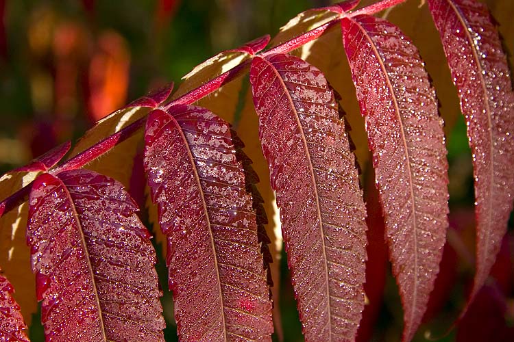 Morning Dew