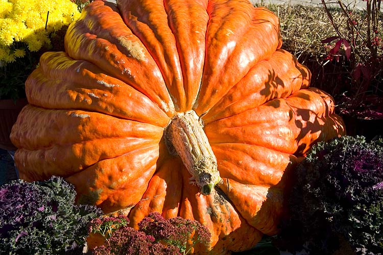 Orange Behemoth