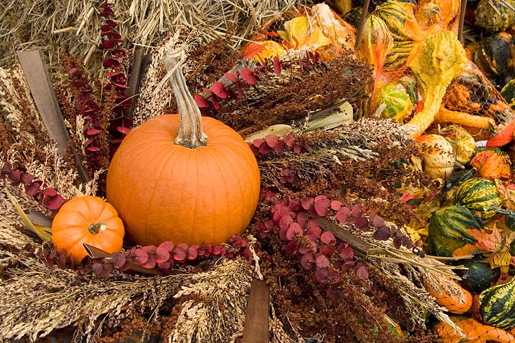 Fall\'s Bounty