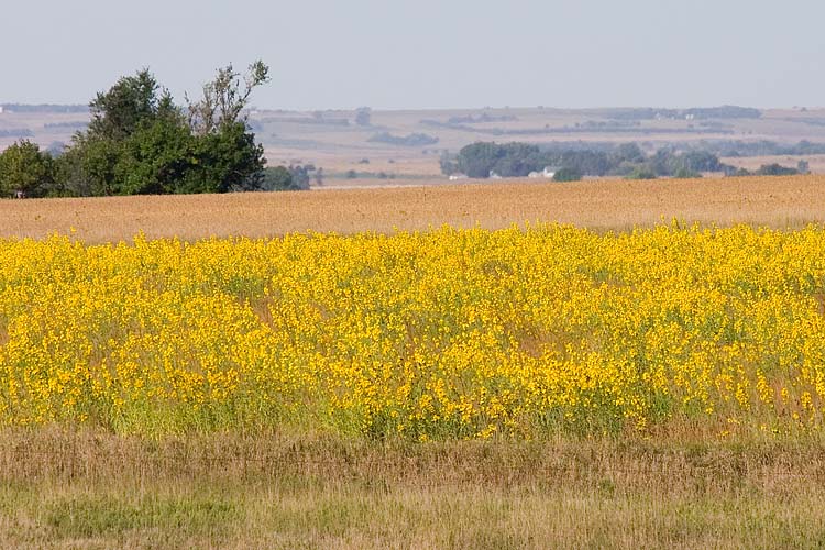 Another Yellow Field