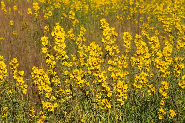 More Flowers