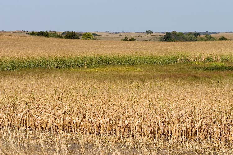 Vast Cornfields