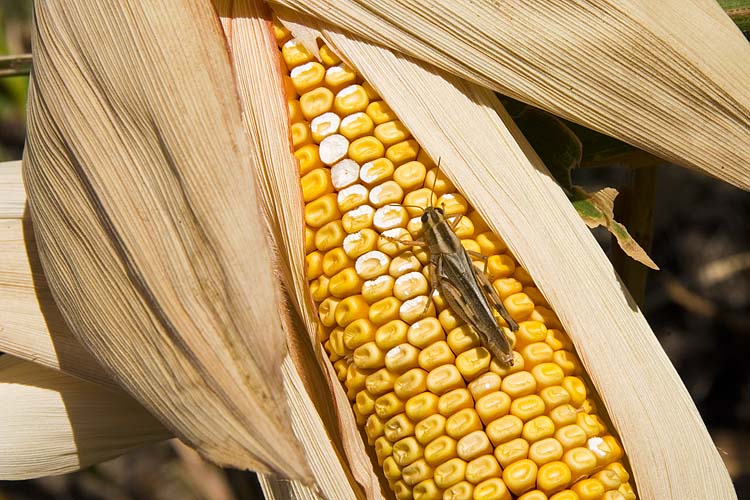 Grasshopper Damage