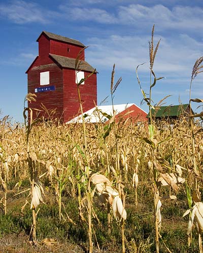 Through the Corn