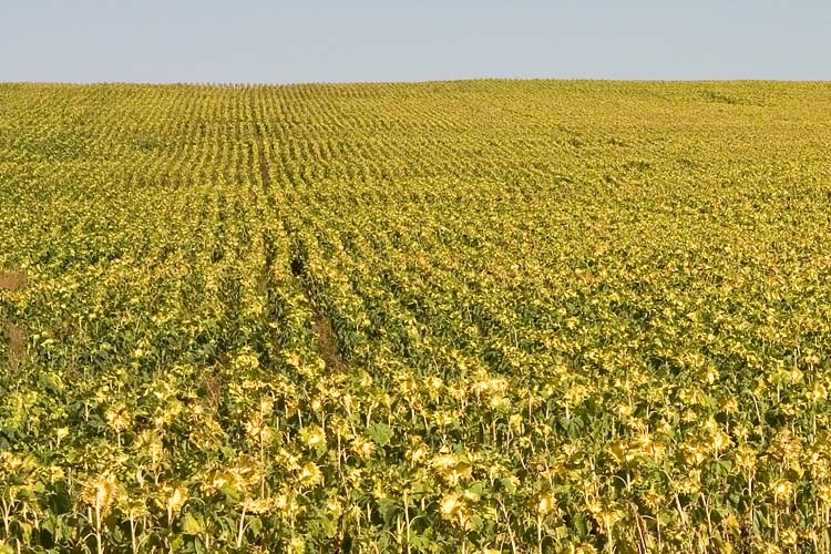 Millions of Sunflowers