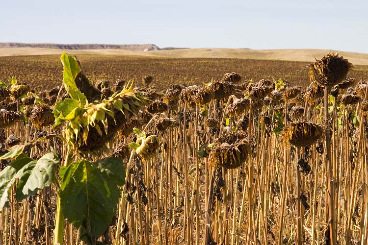 More Sunflowers