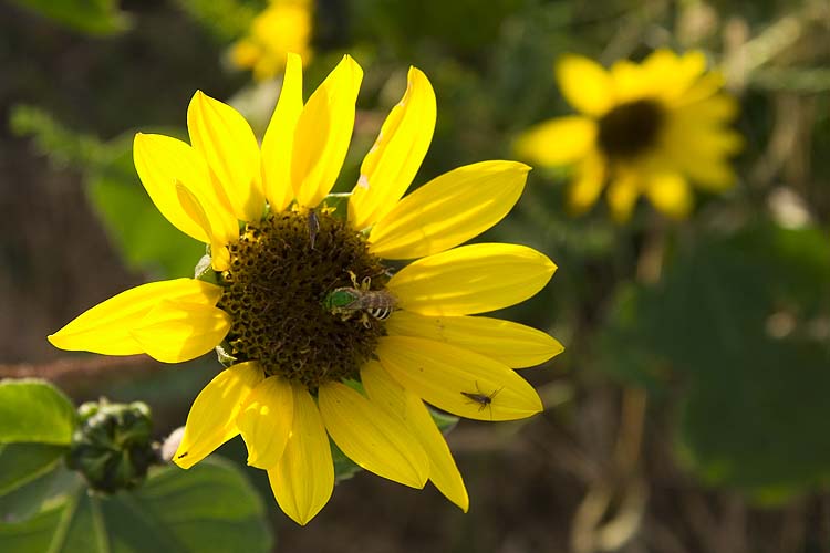 Lone Sunflower