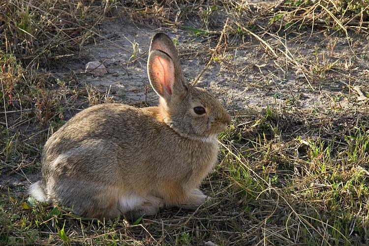 Hesitant Bunny