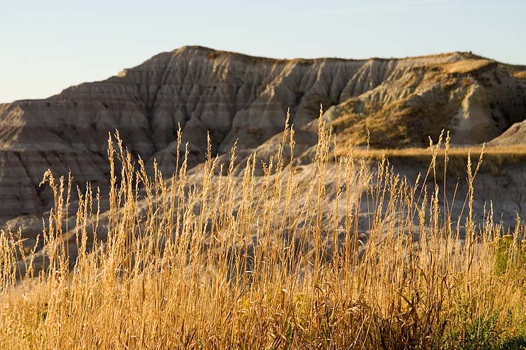 Grass on the Edge