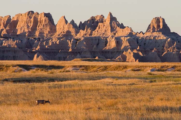 Deer in the Badlands