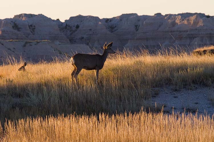 Deer at Dawn