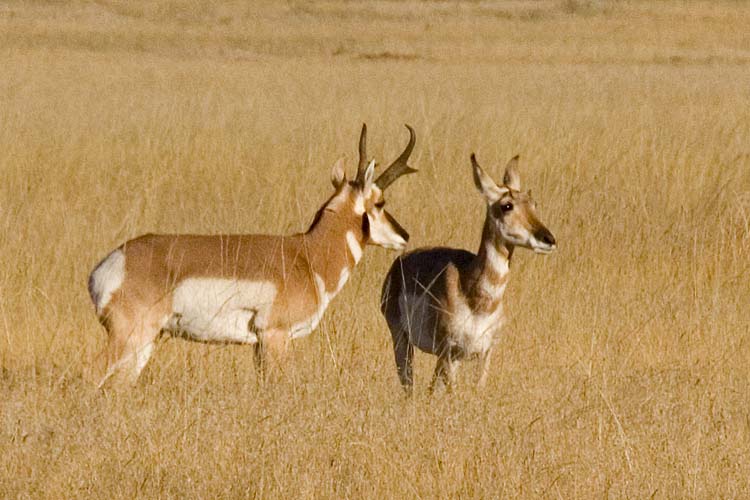 Pronghorn