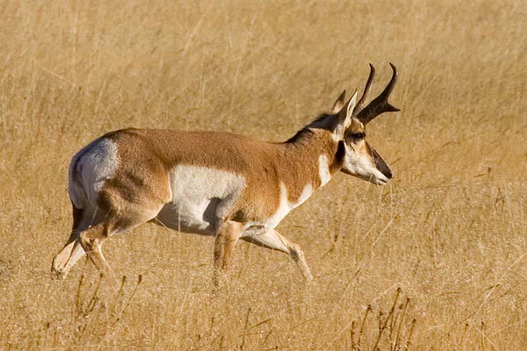 Male Pronghorn