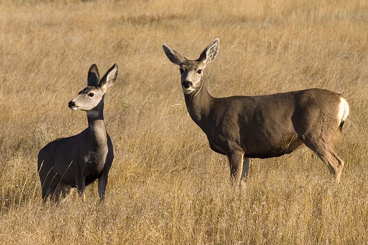 Two Deer