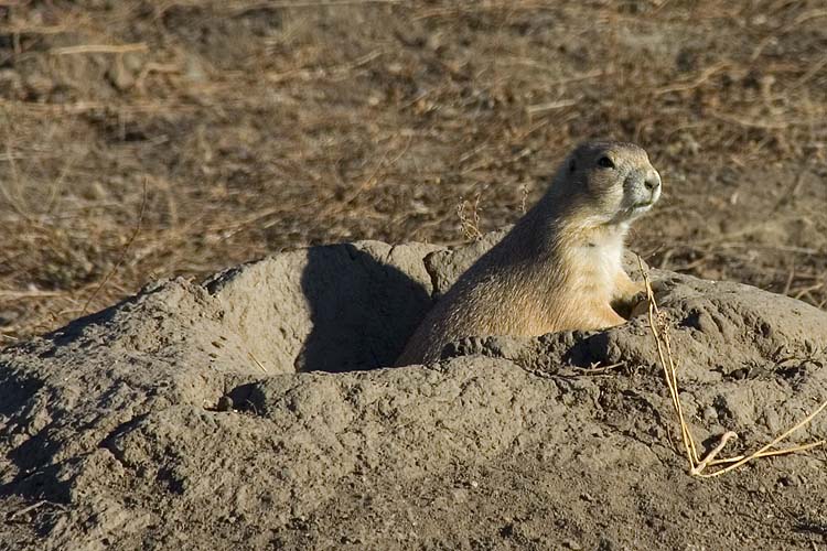 Prairie Dog