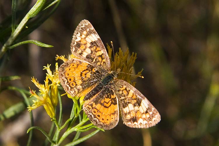 Tiny Butterfly