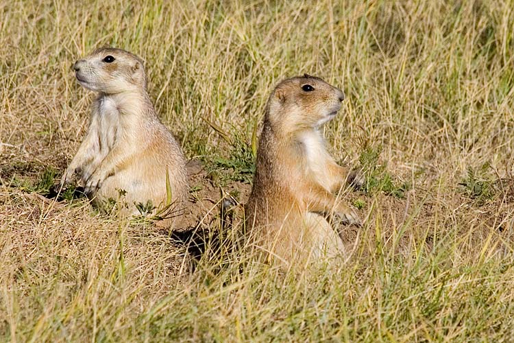 Prairie Dogs