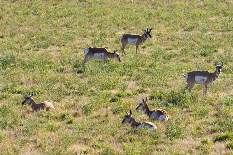 Pronghorn Herd