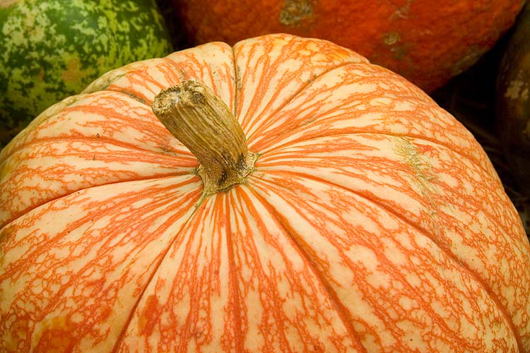 Mottled Orange