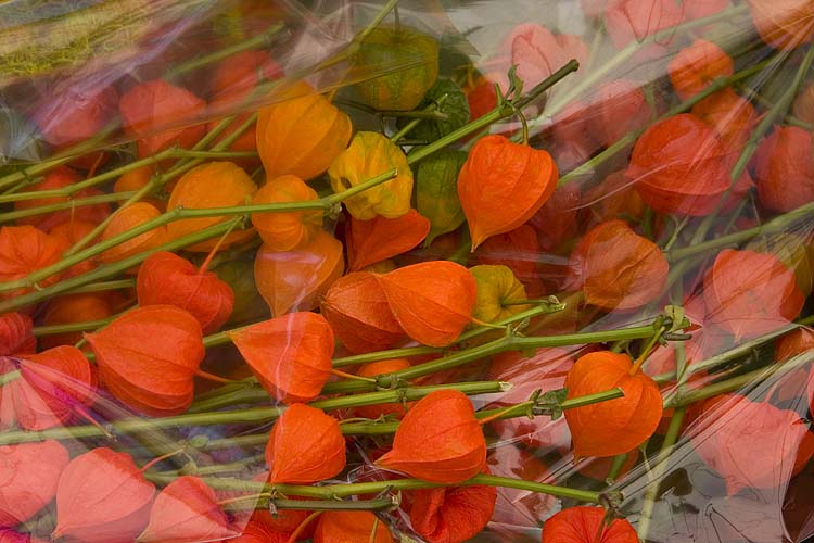 Chinese Lanterns
