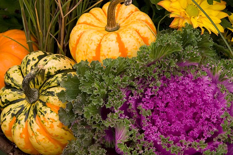 Colourful Harvest