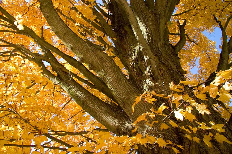 Autumn Glory