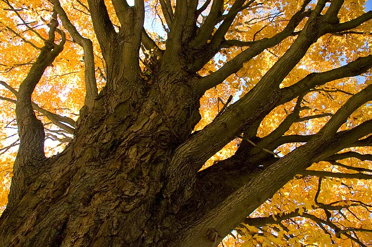 Reaching For The Sky