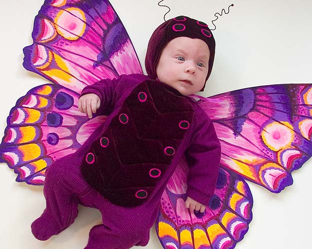 Baby Butterfly