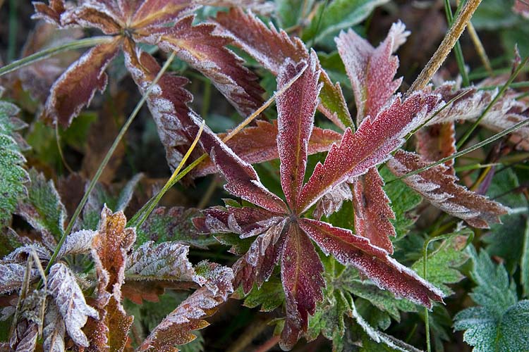 Frosty Red Leaves