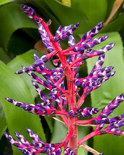 Blue Bromeliad
