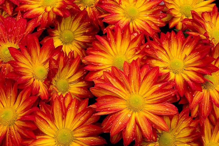 Damp Mums