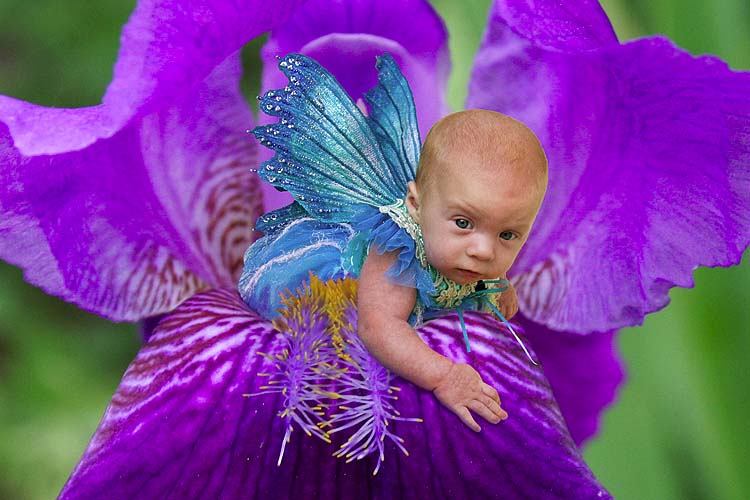 Iris Fairy