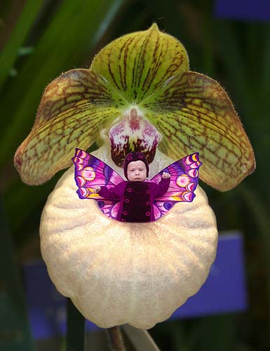 Purple Orchid