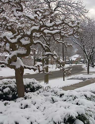 First Snowfall