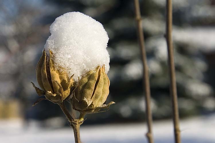 Seed Pods