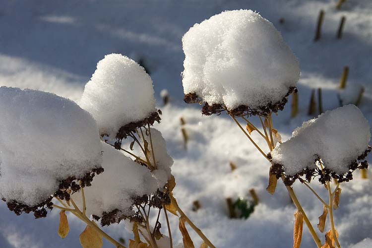 Snow-Covered Sedum
