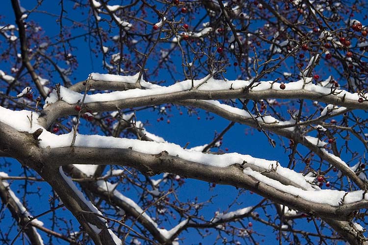 Snowy Crabapple