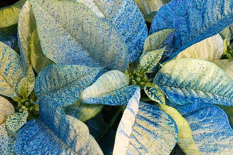 Sparkly Poinsettia