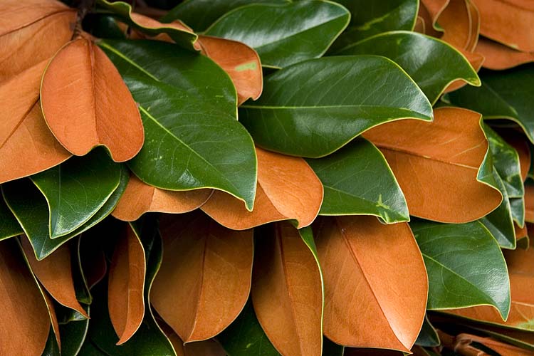 Two-Tone Leaves