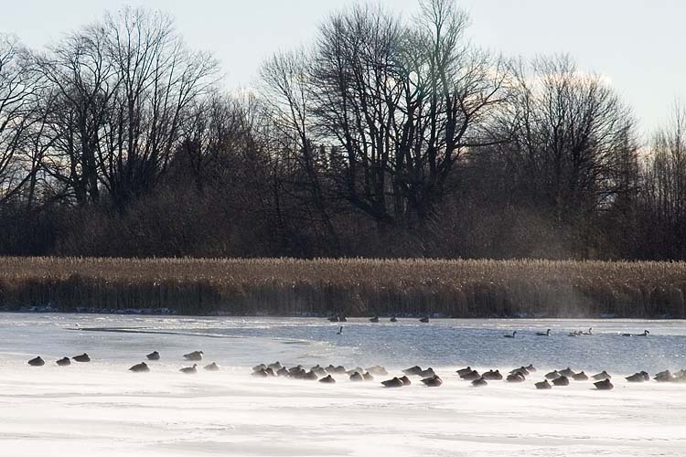 Frozen Geese