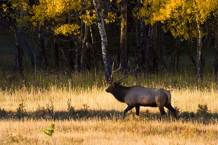 Elk at Dawn