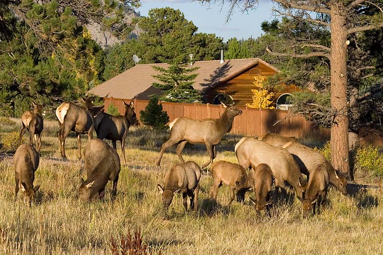 Elk Invasion