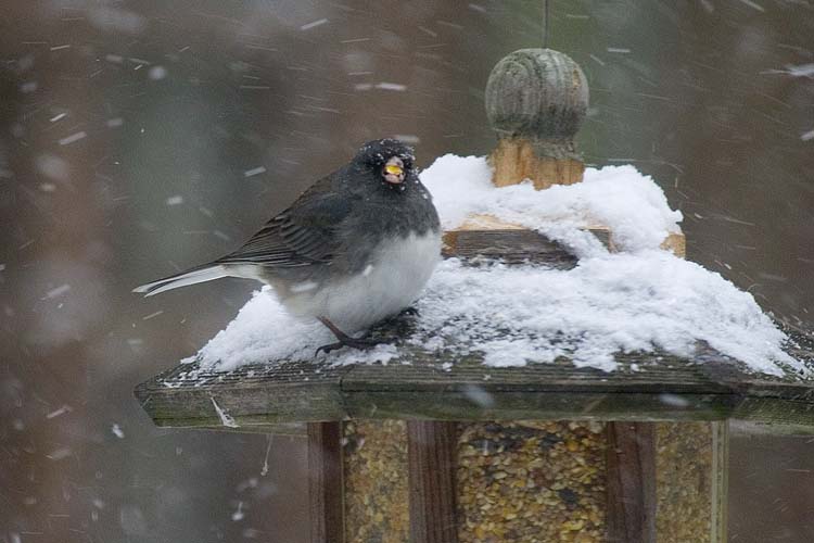 Grosbeak