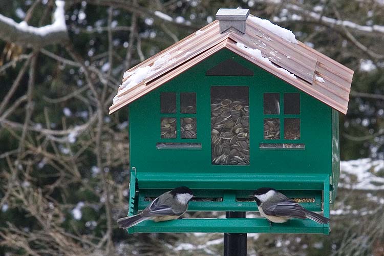 Chickadee Chalet